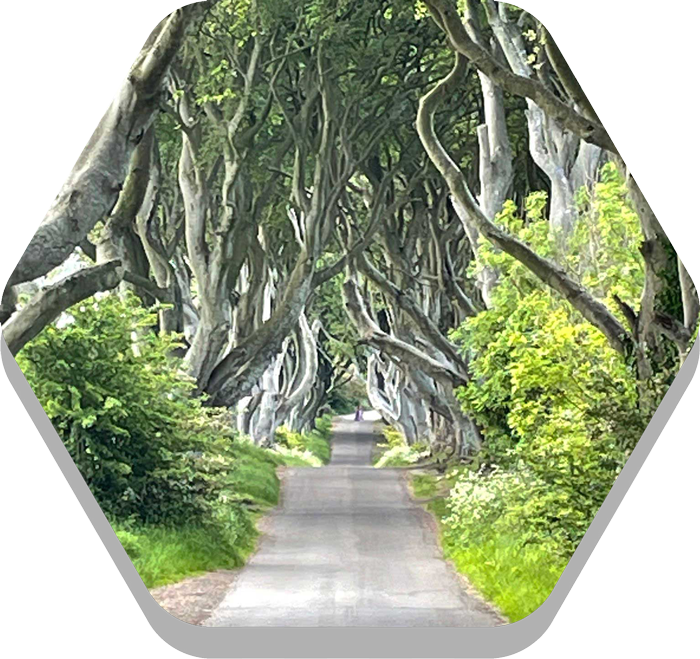 Dark-Hedges-hexagon Your Tour NI Dark Hedges Hex
