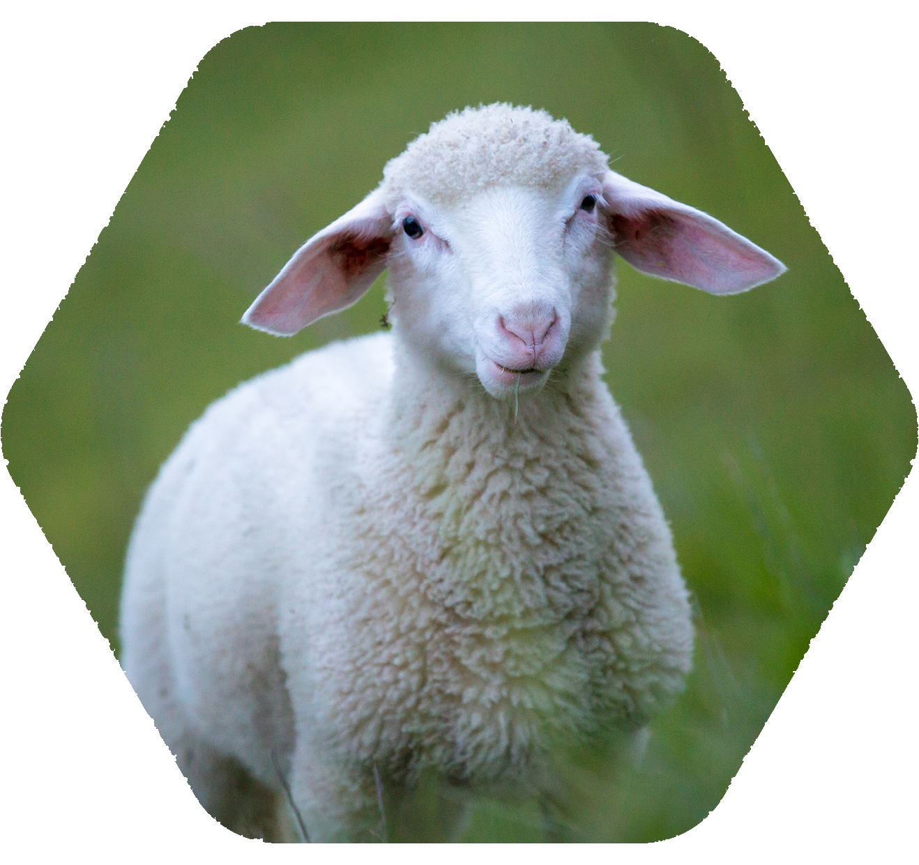 Hex Frame Sheep x2 Hex Frame Sheep x2